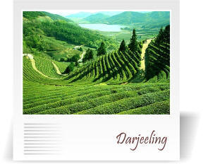 deccan-travels-corporation-darjeeling-nashik