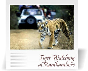 deccan-travels-corporation-jungle-safari-ranthambore-nashik-india