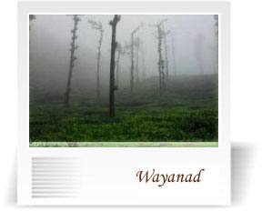 deccan-travels-corporation-wayanad-nashik