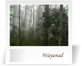 deccan-travels-corporation-wayanad-coorg-mangalore--travel-tour-packages-nashik